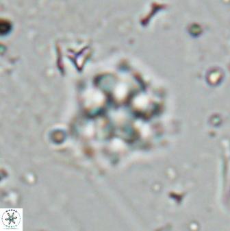 Olladiscoaster molae 31106