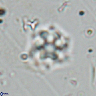 Olladiscoaster molae 31107