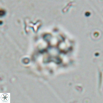 Olladiscoaster molae 31107