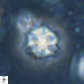 Olladiscoaster molae 31108
