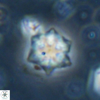Olladiscoaster molae 31109
