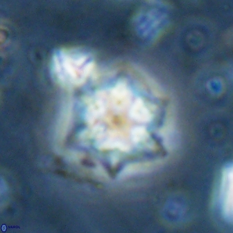 Olladiscoaster molae 31110