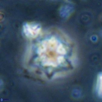 Olladiscoaster molae 31111