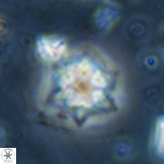 Olladiscoaster molae 31111