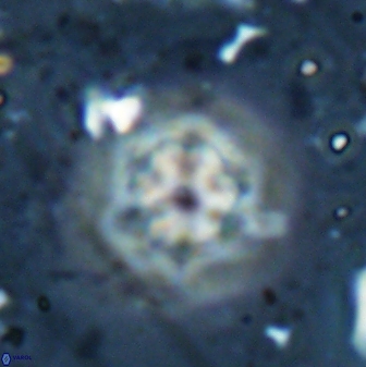 Olladiscoaster molae 31112