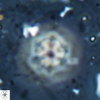 Olladiscoaster molae 31112