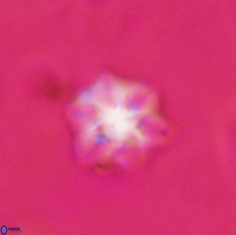 Olladiscoaster molae 31113