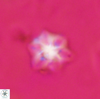 Olladiscoaster molae 31113
