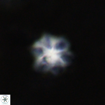 Olladiscoaster molae 31114