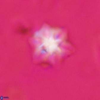 Olladiscoaster molae 31115