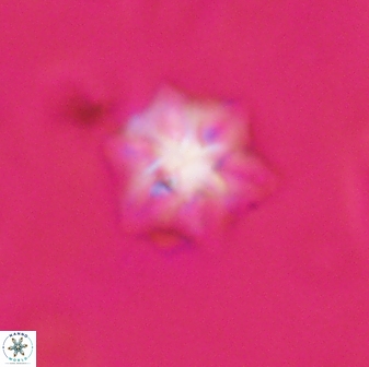 Olladiscoaster molae 31115