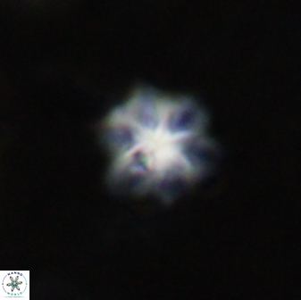 Olladiscoaster molae 31116