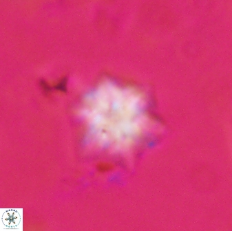 Olladiscoaster molae 31117