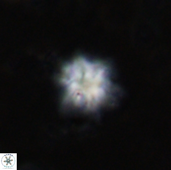 Olladiscoaster molae 31118