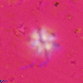 Olladiscoaster molae 31119