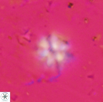 Olladiscoaster molae 31119