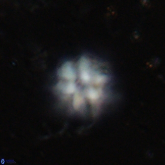 Olladiscoaster molae 31120