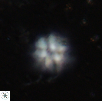 Olladiscoaster molae 31120