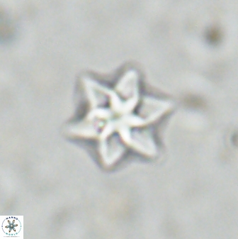 Olladiscoaster molae 31121