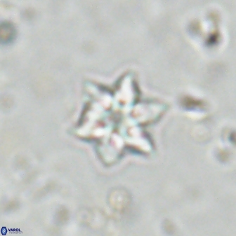 Olladiscoaster molae 31122