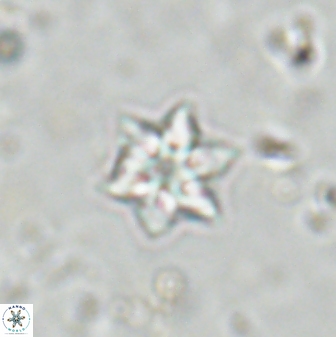 Olladiscoaster molae 31122