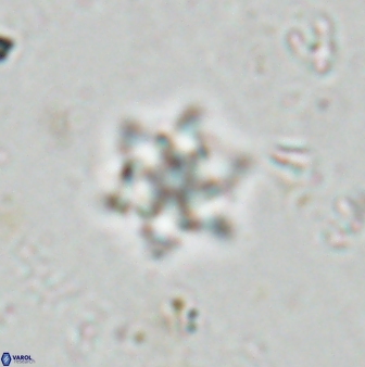 Olladiscoaster molae 31123