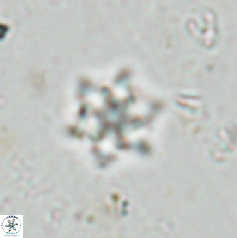 Olladiscoaster molae 31123