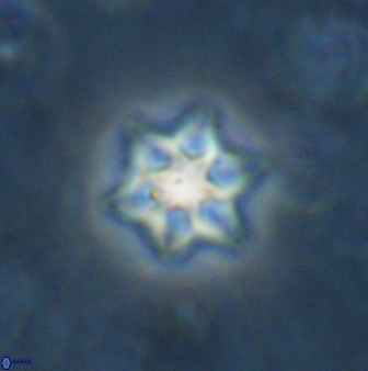 Olladiscoaster molae 31124