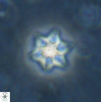 Olladiscoaster molae 31124