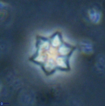 Olladiscoaster molae 31125