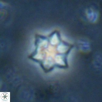 Olladiscoaster molae 31125