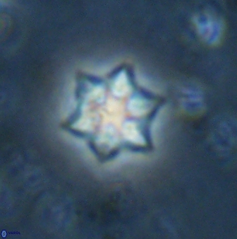 Olladiscoaster molae 31126