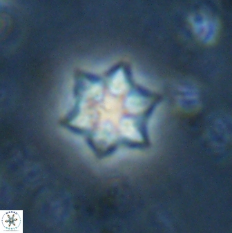 Olladiscoaster molae 31126