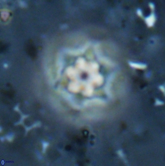 Olladiscoaster molae 31127