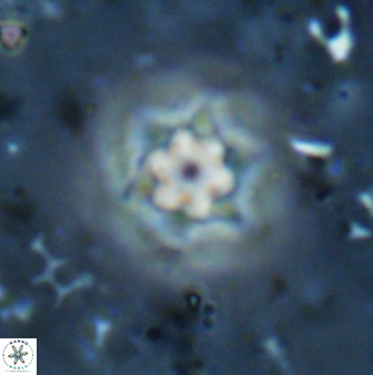 Olladiscoaster molae 31127