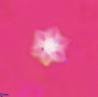 Olladiscoaster molae 31128