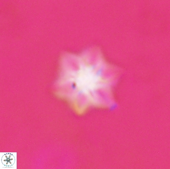 Olladiscoaster molae 31128