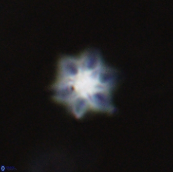 Olladiscoaster molae 31129