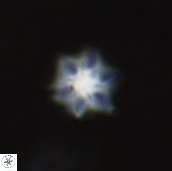 Olladiscoaster molae 31129