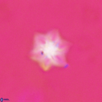 Olladiscoaster molae 31131