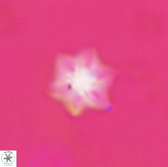 Olladiscoaster molae 31131
