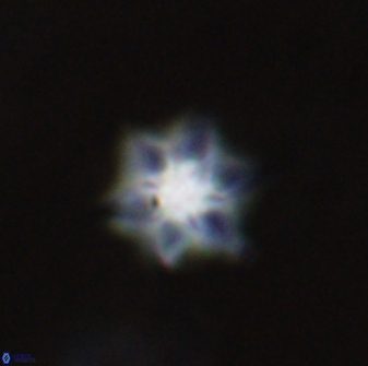 Olladiscoaster molae 31132