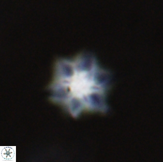 Olladiscoaster molae 31132
