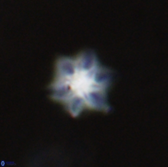 Olladiscoaster molae 31133