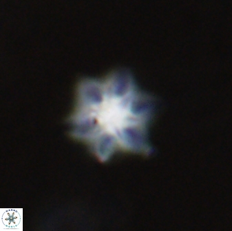 Olladiscoaster molae 31133