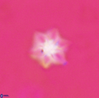 Olladiscoaster molae 31134