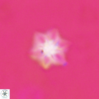 Olladiscoaster molae 31134