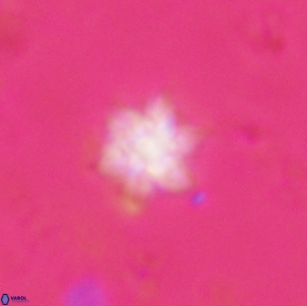 Olladiscoaster molae 31135