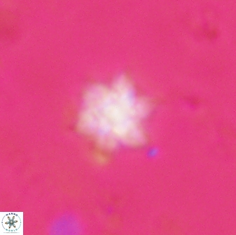 Olladiscoaster molae 31135