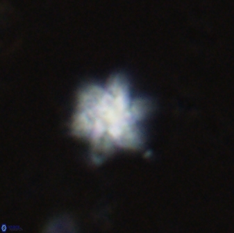 Olladiscoaster molae 31136